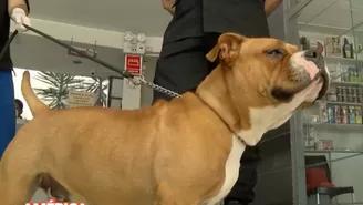 Maltrato animal: perrita rescatada en Chorrillos será parte de la Policía Canina