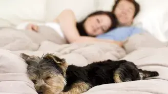 ¿Por qué dormir con perros puede dañar tu salud?