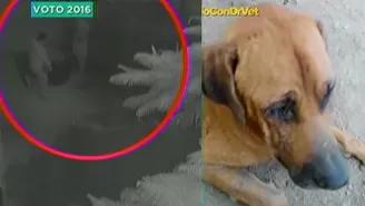 Dr. Vet: Perro fue salvajemente calcinado en Chorrillos