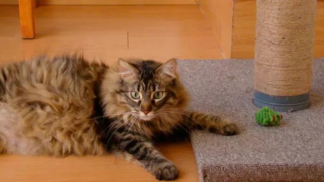 	Descubre porqué los gatos rascan los muebles