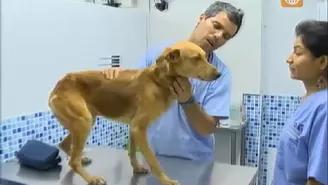 	Maltrato animal: DR Vet fue al rescate de perritos.