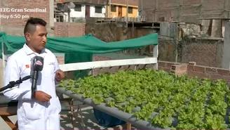 Joven peruano implementó sistema hidropónico para cultivar lechugas en azotea de su casa
