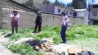 Huancayo: hallazgo de varios perros envenenados genera indignación