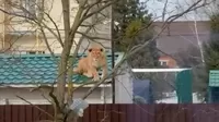 YouTube: Salen a la calle y encuentran a una leona sobre el tejado de una casa