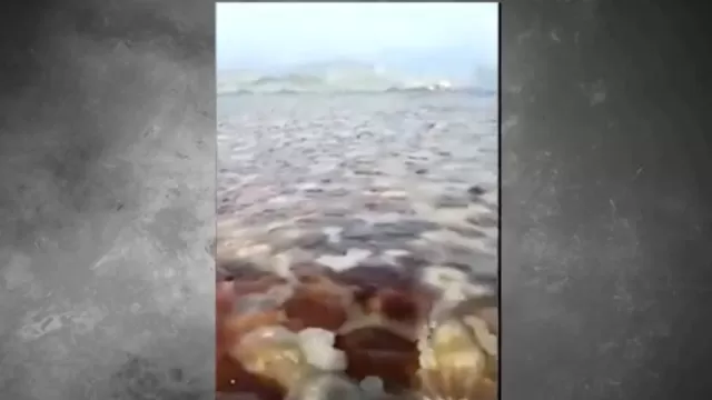 Áncash: Masiva aparición de medusas sorprende a pescadores