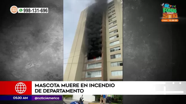 Barranco: Mascota murió en incendio en departamento