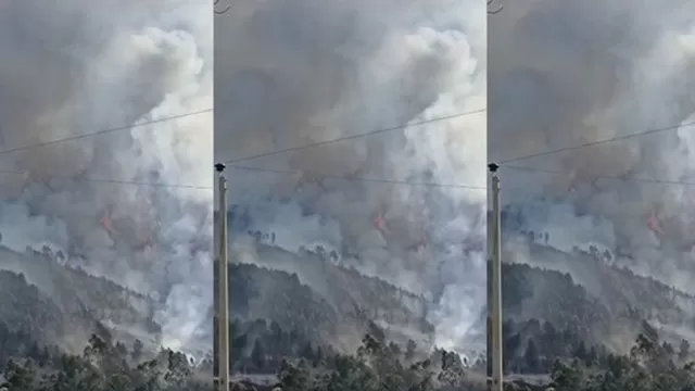 Cajamarca: Incendio forestal consume hectáreas de pino y eucalipto