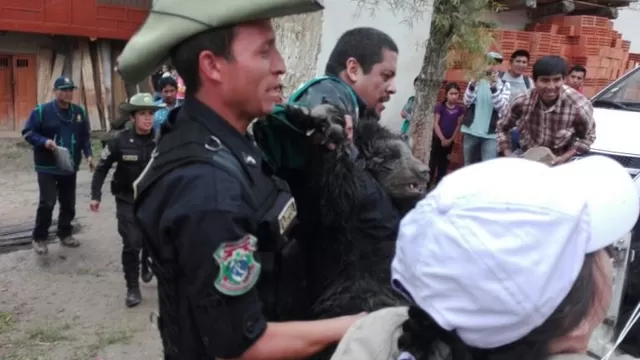 Rescatan a oso de anteojos. Foto: América Noticias