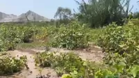 Más de 100 hectáreas afectadas tras desborde del río Mala en Cañete
