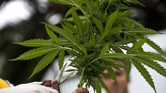 Marihuana medicinal: aprueban lineamientos para producción y comercialización
