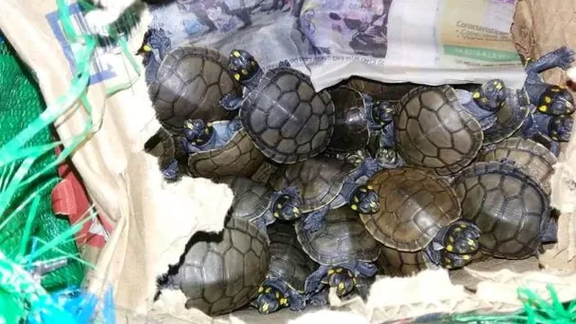 Cerca de 200 crías de tortuga fueron rescatadas en Tumbes de maletera de un bus