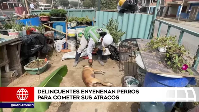 Chaclacayo: Seis perros fueron envenenados para cometer delitos