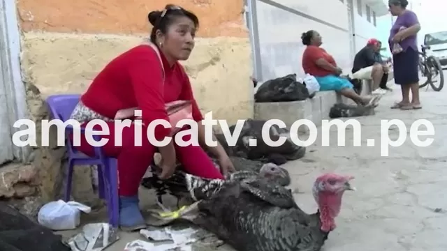 Chiclayo: roban más de 20 pavos que iban a ser vendidos para la cena navideña