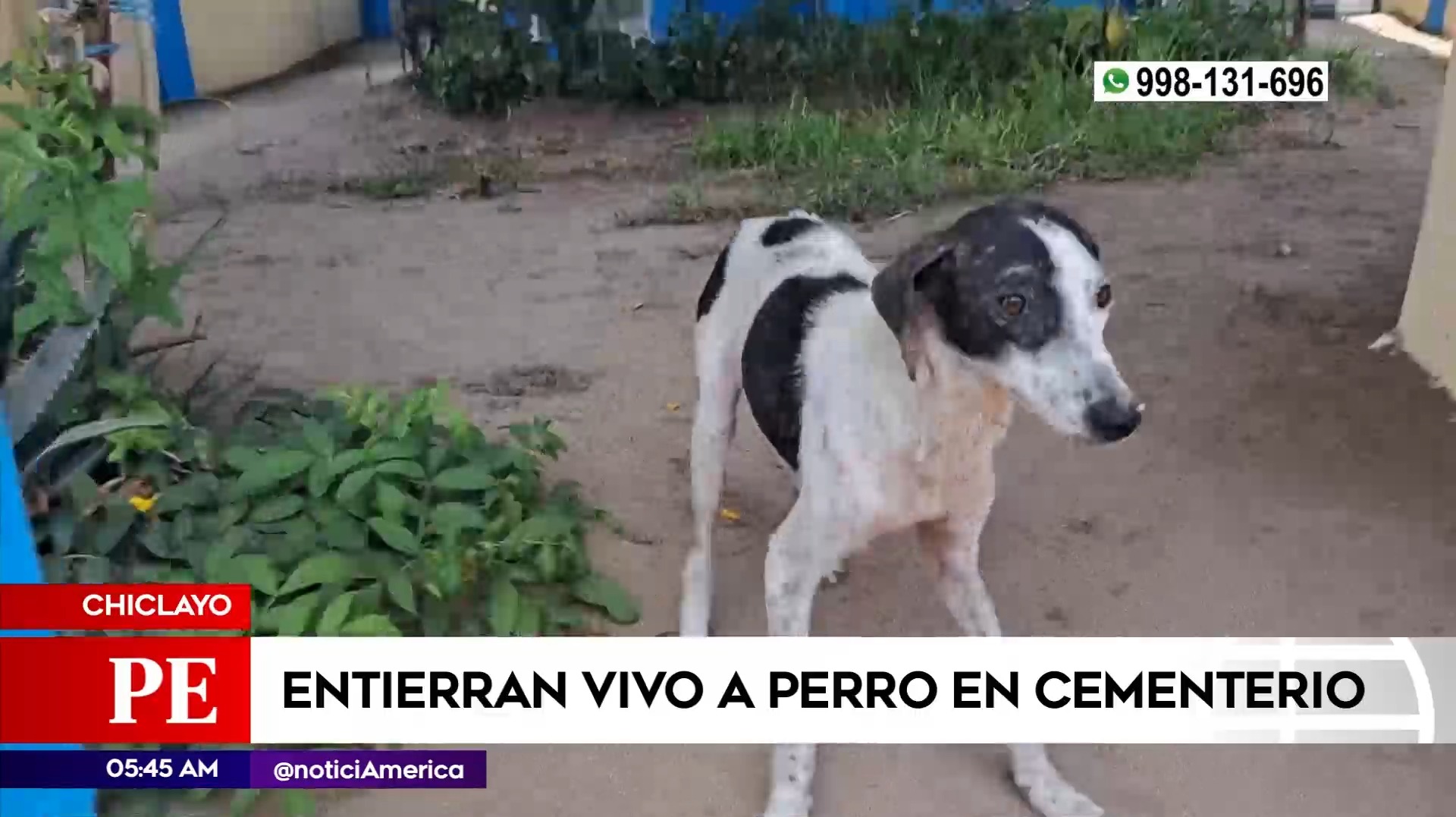 Entierran vivo a perro en Chiclayo. Foto: América Noticias