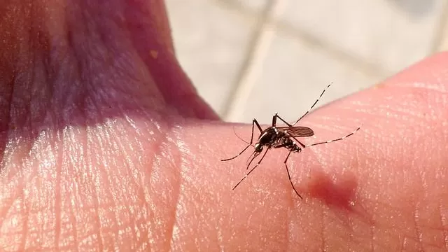 Chikungunya: Lo que debes saber del virus