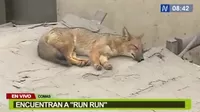 Comas: Encuentran a zorro ‘Run Run’