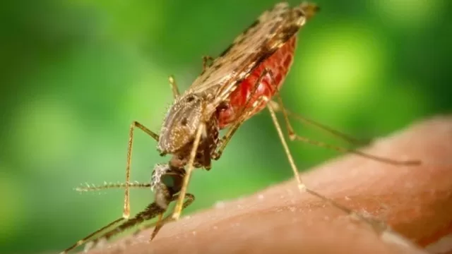 Chikungunya: declararán en emergencia 17 regiones para evitar expansión del virus