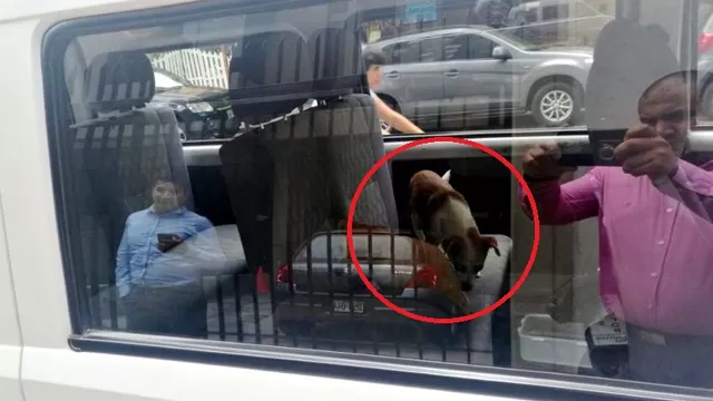 Cachorros encerrados en auto. Foto: Twitter @artec1985