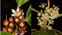 Descubren siete nuevas especies de plantas en la Amazonía peruana