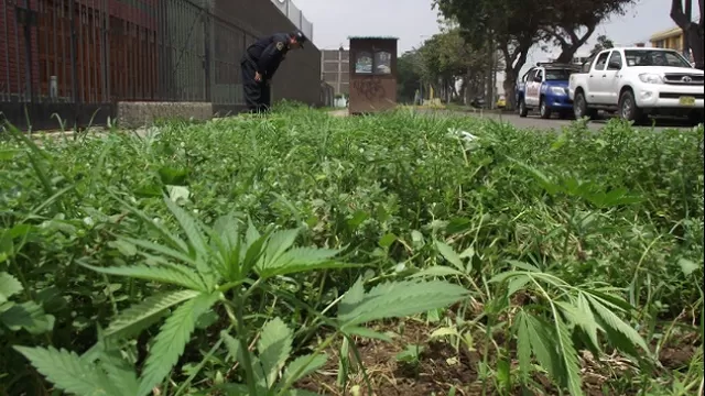 Plantón de marihuana encontrado en una calle de Trujillo. La PNP realiza constantes operativos para erradicar las plantaciones. Foto: Andina