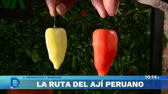 Día del ají: El Perú celebra con sus 350 variedades