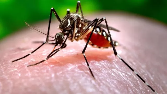 Gobierno adoptó medidas para prevenir y controlar del virus Chikungunya