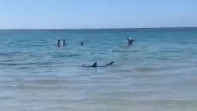 España: Tiburón de más de dos metros sembró pánico en playa