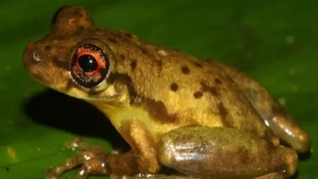 Especialistas descubren nueva especie de rana en la Amazonía peruana