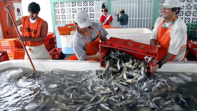 IMARPE advierte que fenómeno El Niño podría afectar pesca de anchoveta