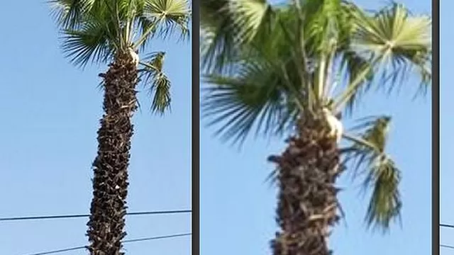 Un gato se encuentra atrapado desde hace 5 días en la cima de una palmera en Ate