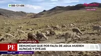 Huancavelica: Denuncian que por falta de agua mueren alpacas y ovejas