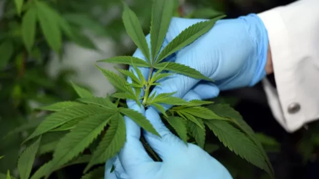 Fue promulgada la ley de cannabis medicinal. Foto: Andina