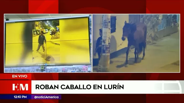 Lurín: Capturan a hombre que robó caballo
