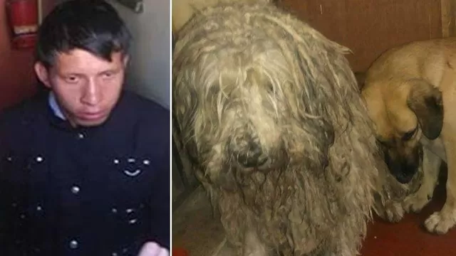Derecha: Ángel Huamán Herrera (20) / Izquierda: Shapo y Tobby, los perros que sufrieron el maltrato 