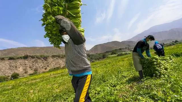 Midagri destinó S/ 682 millones en créditos a pequeños productores para impulsar la agricultura