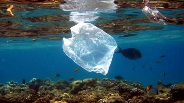 Miles de animales marinos mueren cada año atragantados con bolsas de plástico 