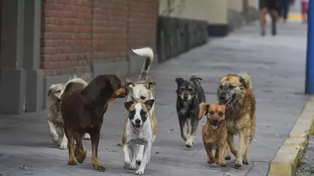 Ministerio de Salud: En el Perú hay 6 millones de perros callejeros