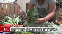 Municipalidad de Lima implementó biohuertos en zona recuperada de Monserrate