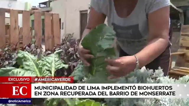 Municipalidad de Lima implementó biohuertos en zona recuperada de Monserrate