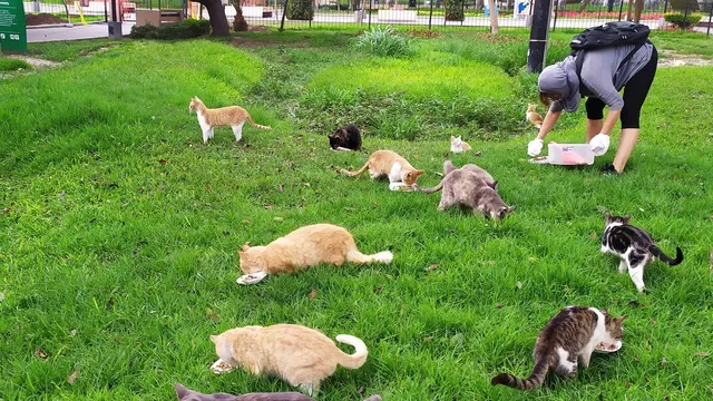 Miraflores: Municipalidad organizará presencia de gatos en el parque Kennedy
