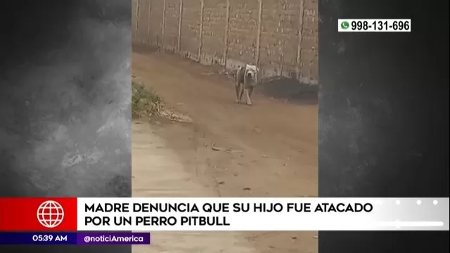 Pachacamac: Perro pitbull atacó a niño de dos años