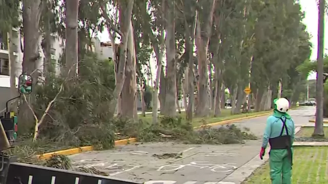 La caída del árbol dejó preocupados a los vecinos de San Borja / Captura: Canal N