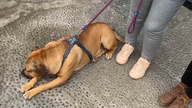 La Perla: Denuncian que perro fue agredido por mototaxista 
