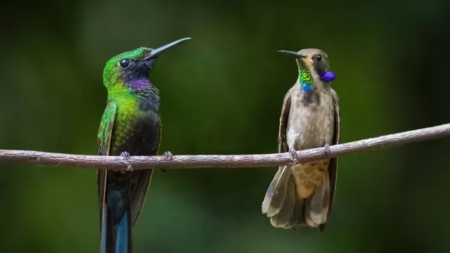 Perú primer lugar en ranking mundial de diversidad de aves. Foto: Andina