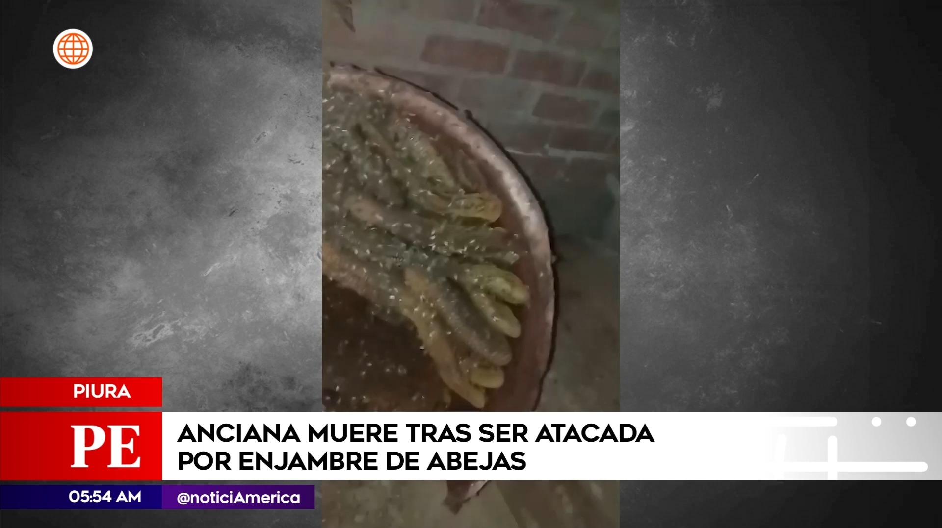 Enjambre de abejas atacó a mujer en Piura. Foto: América Noticias
