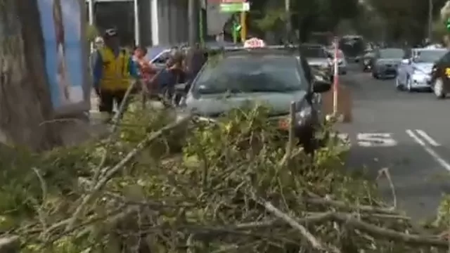 Rama de árbol cayó sobre taxi en Miraflores