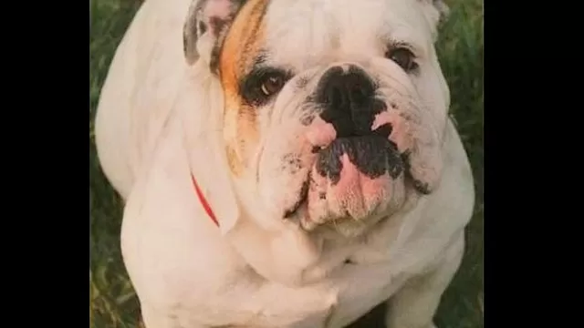 #RegrésalosaCasa: busquemos a Goro, un bulldog que se perdió en La Molina