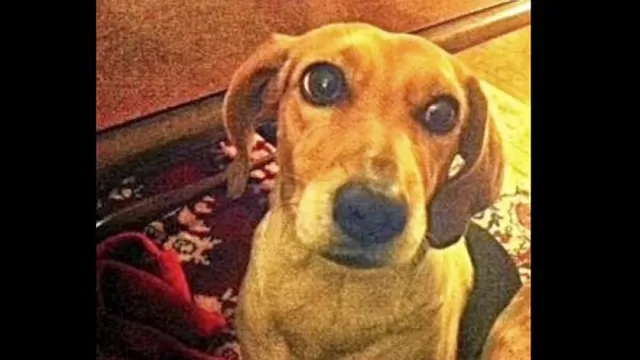 #RegrésalosaCasa: unámonos para encontrar a Luna, una Beagle de cuatro años 