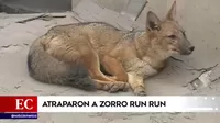 Run Run: El zorrito fue rescatado por la Policía Nacional y el Serfor