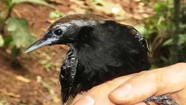 Sernanp: Descubren nueva especie de ave en la región San Martín